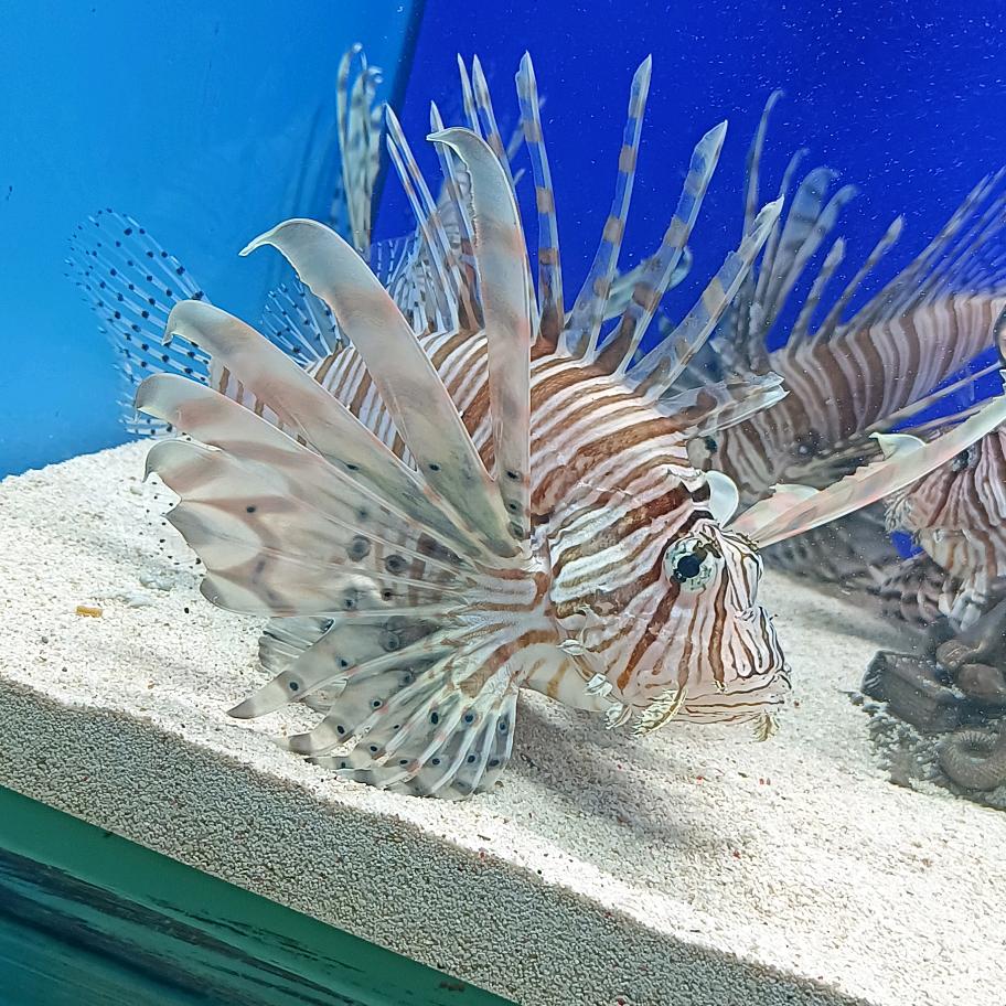 小铃子（贴砖）