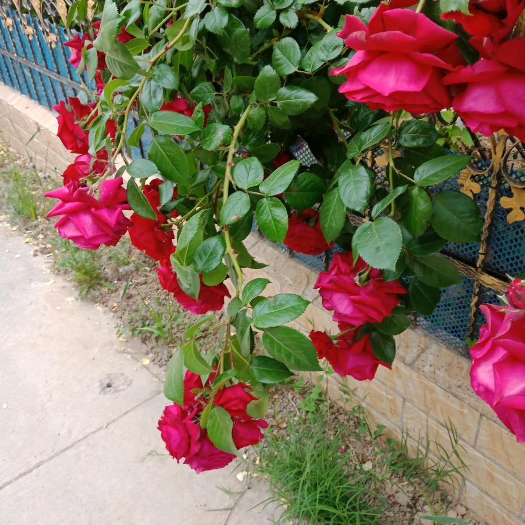 一钩新月天如水