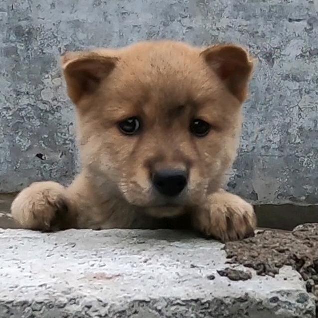 乡园丫仔