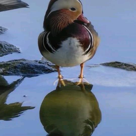 陈鱼落颜