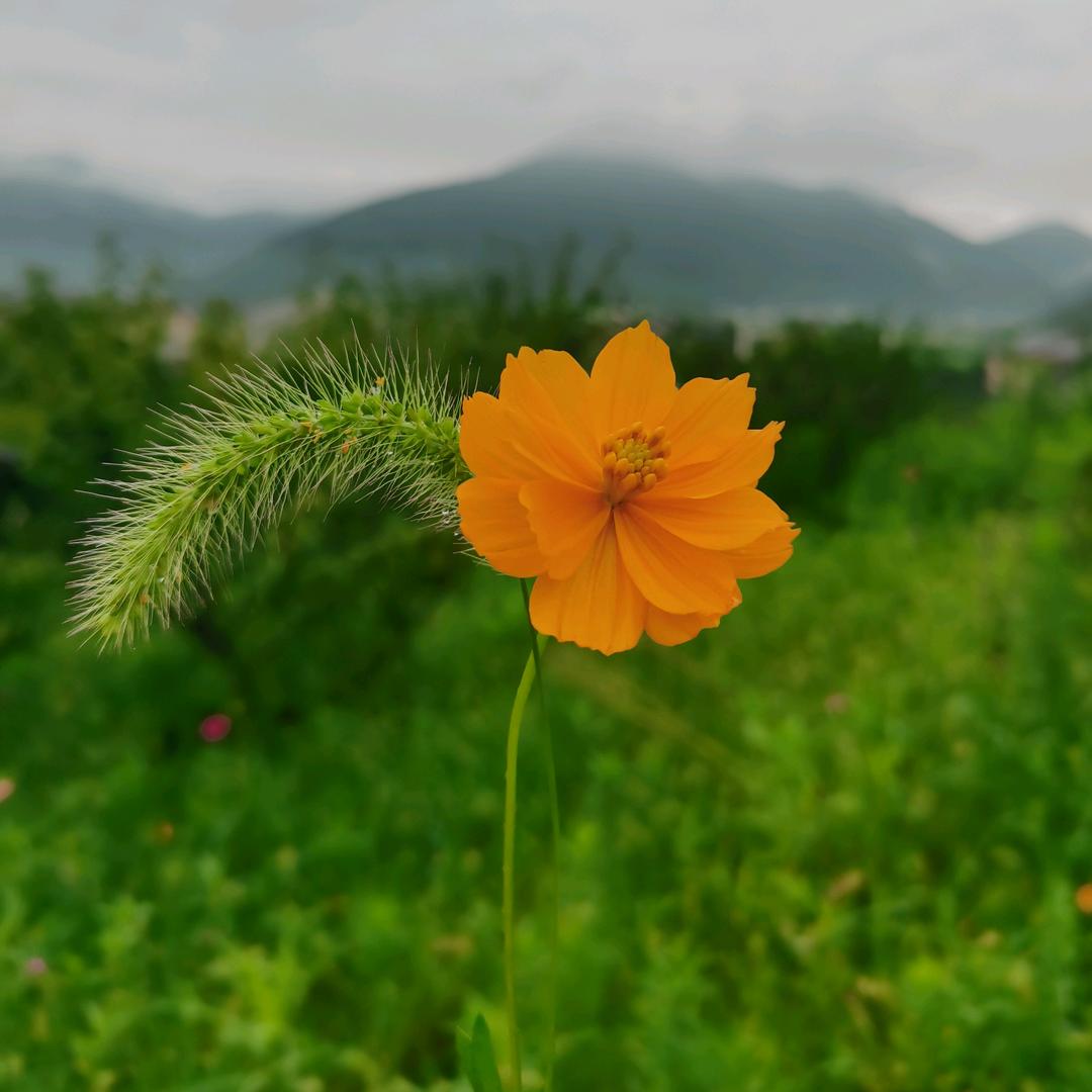 辣椒...