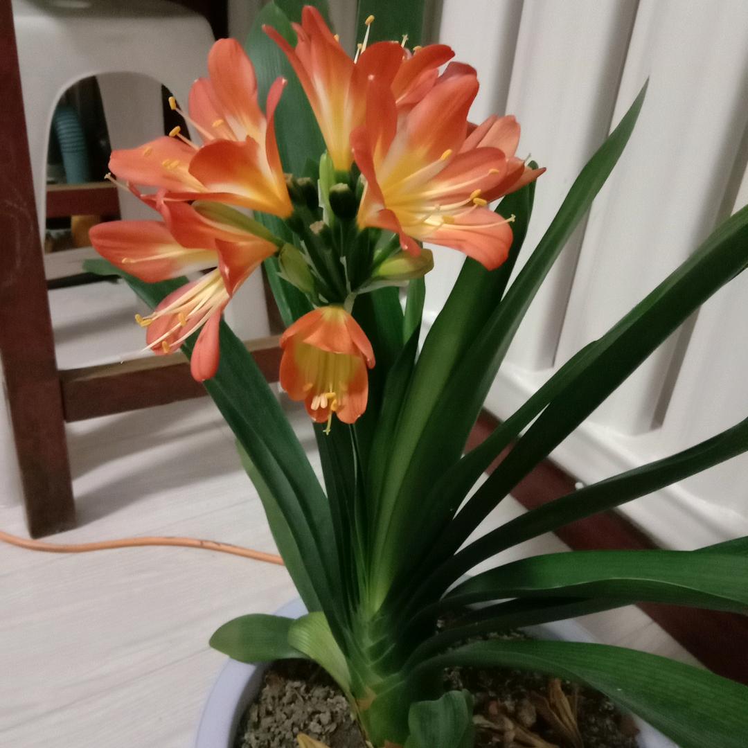 专业刮大白、刷乳胶漆