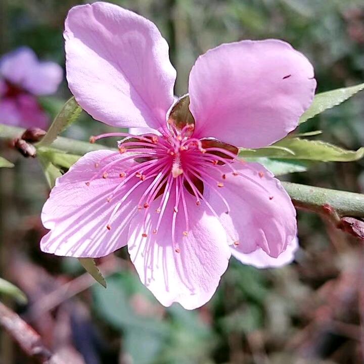 红尘醉一世无情