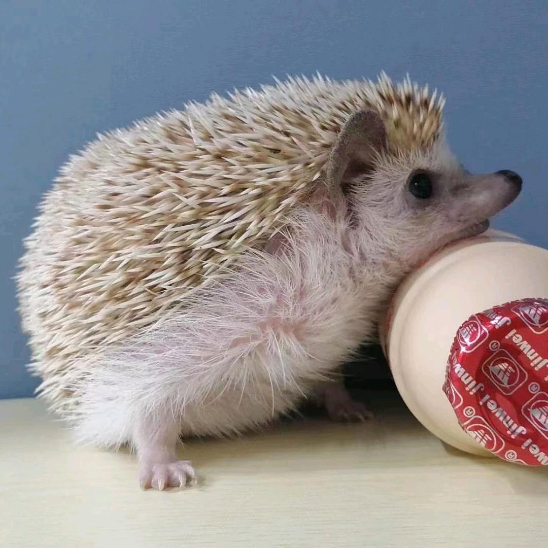 小刺猬(好物在橱窗)