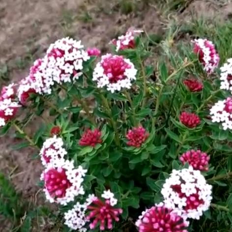 夜己沉默心事向谁说