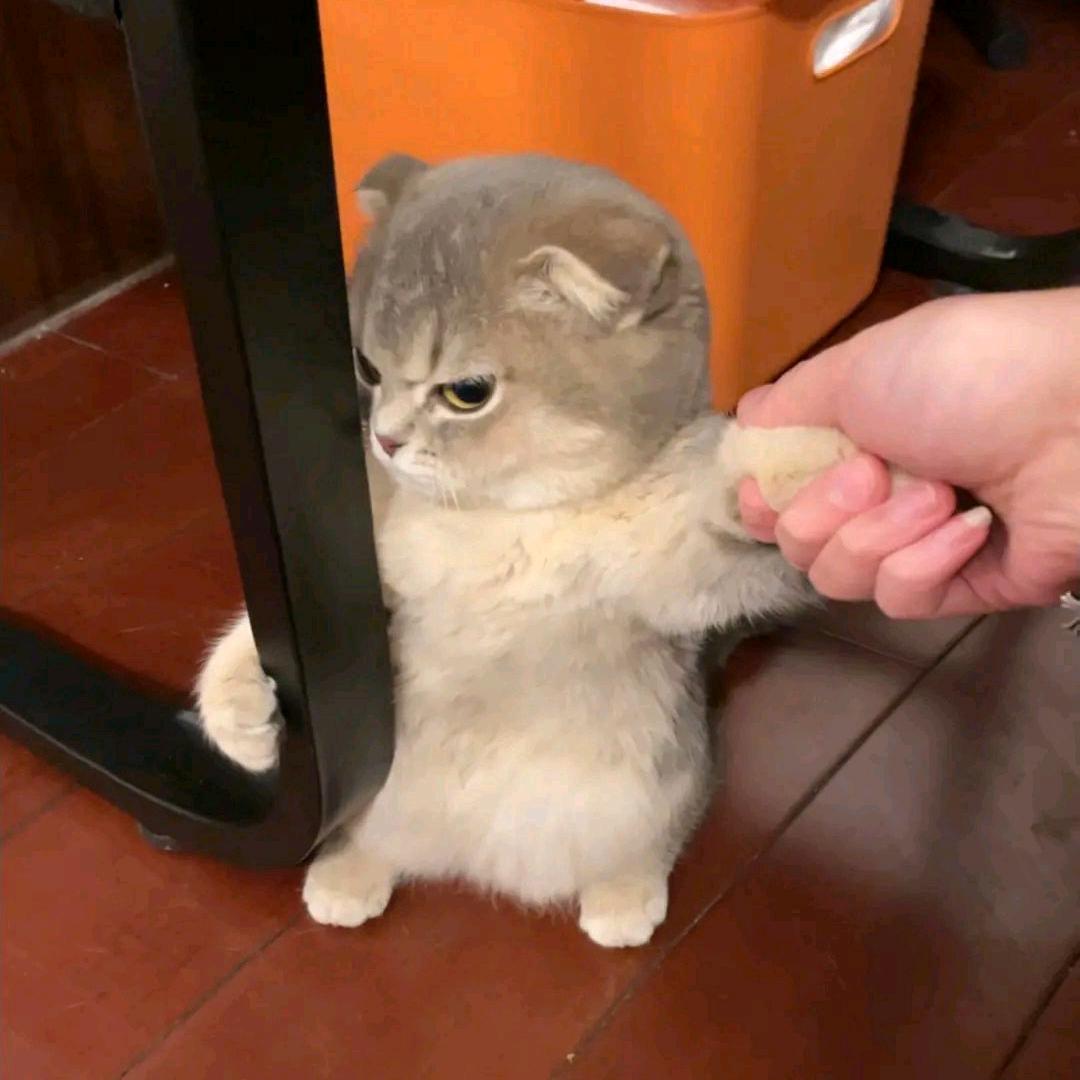 骏富吉
