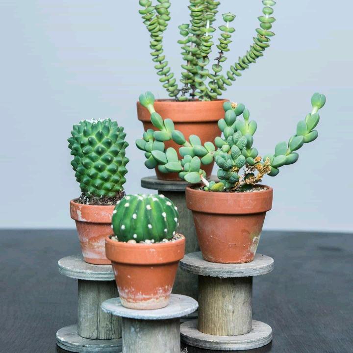 绿州🌱