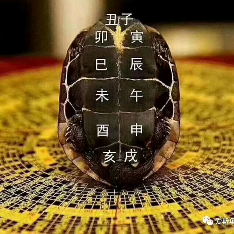 神龟正传