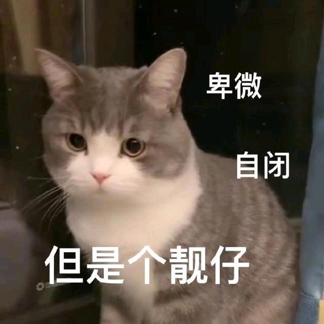 毅心一意🐱