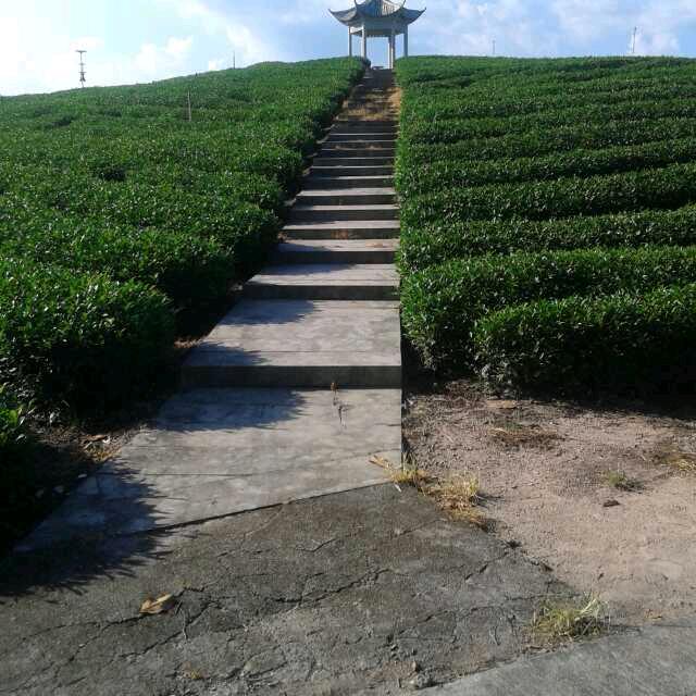 青竹村鑫果避暑山庄〈野生高山茶批发零售〉