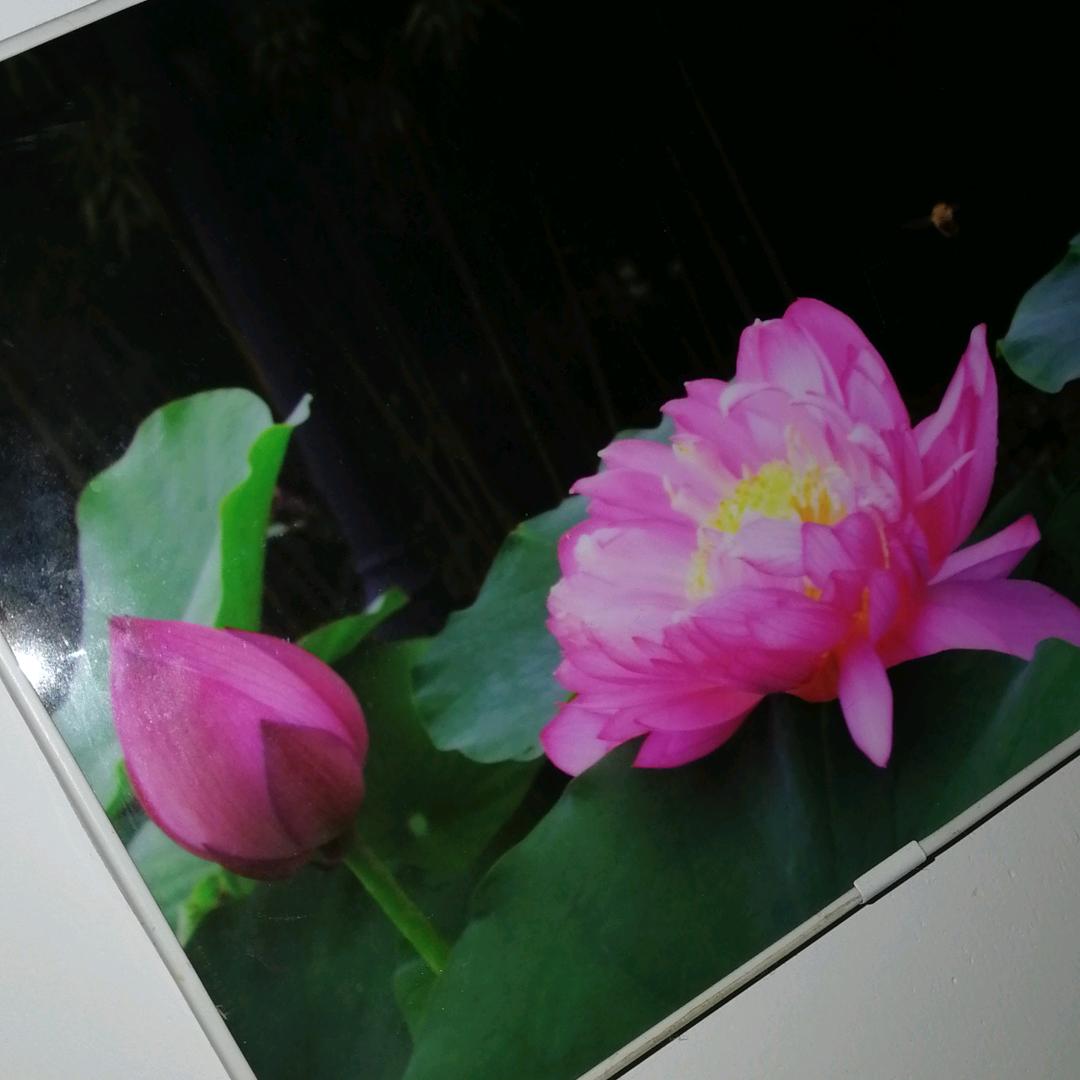 云儿飘飘