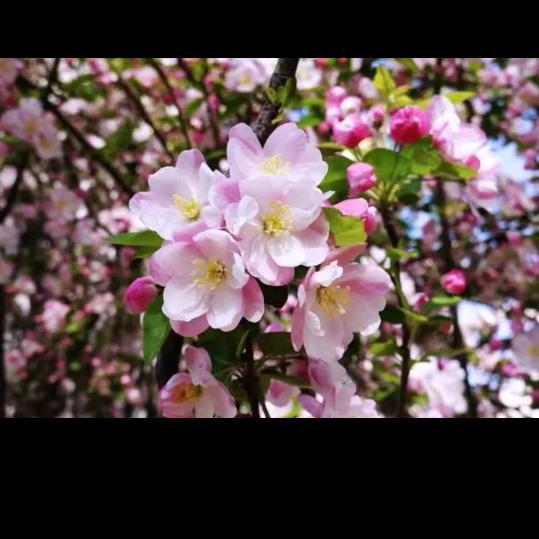 ღ᭄ꦿ꯭余生勿扰ঞꦿ᭄