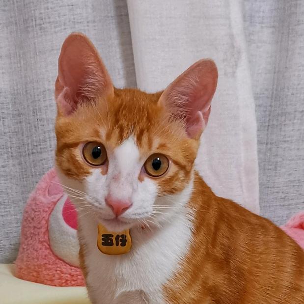 橘猫五仔