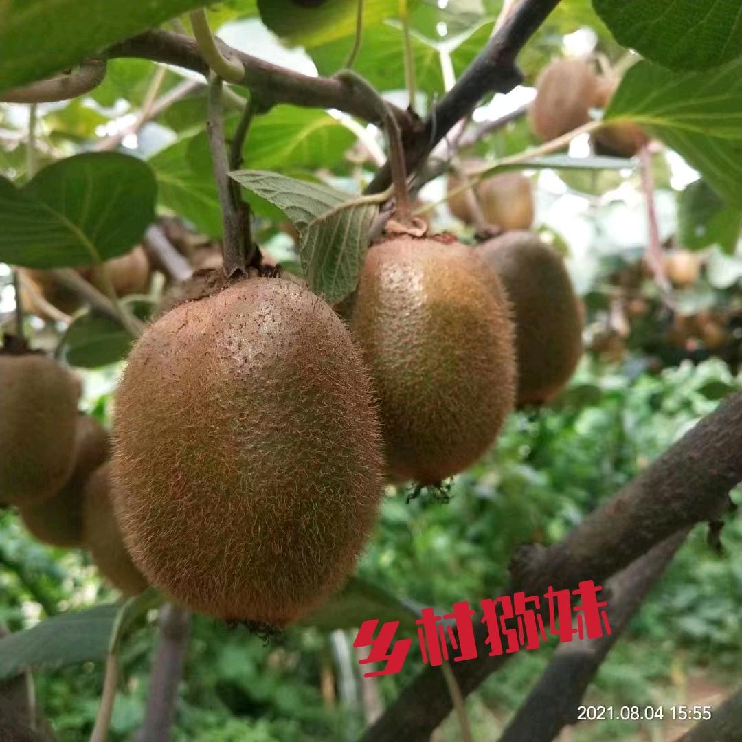刚子鲜果