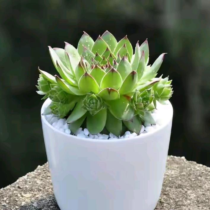 光明