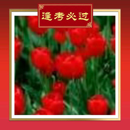 淡雅的生活