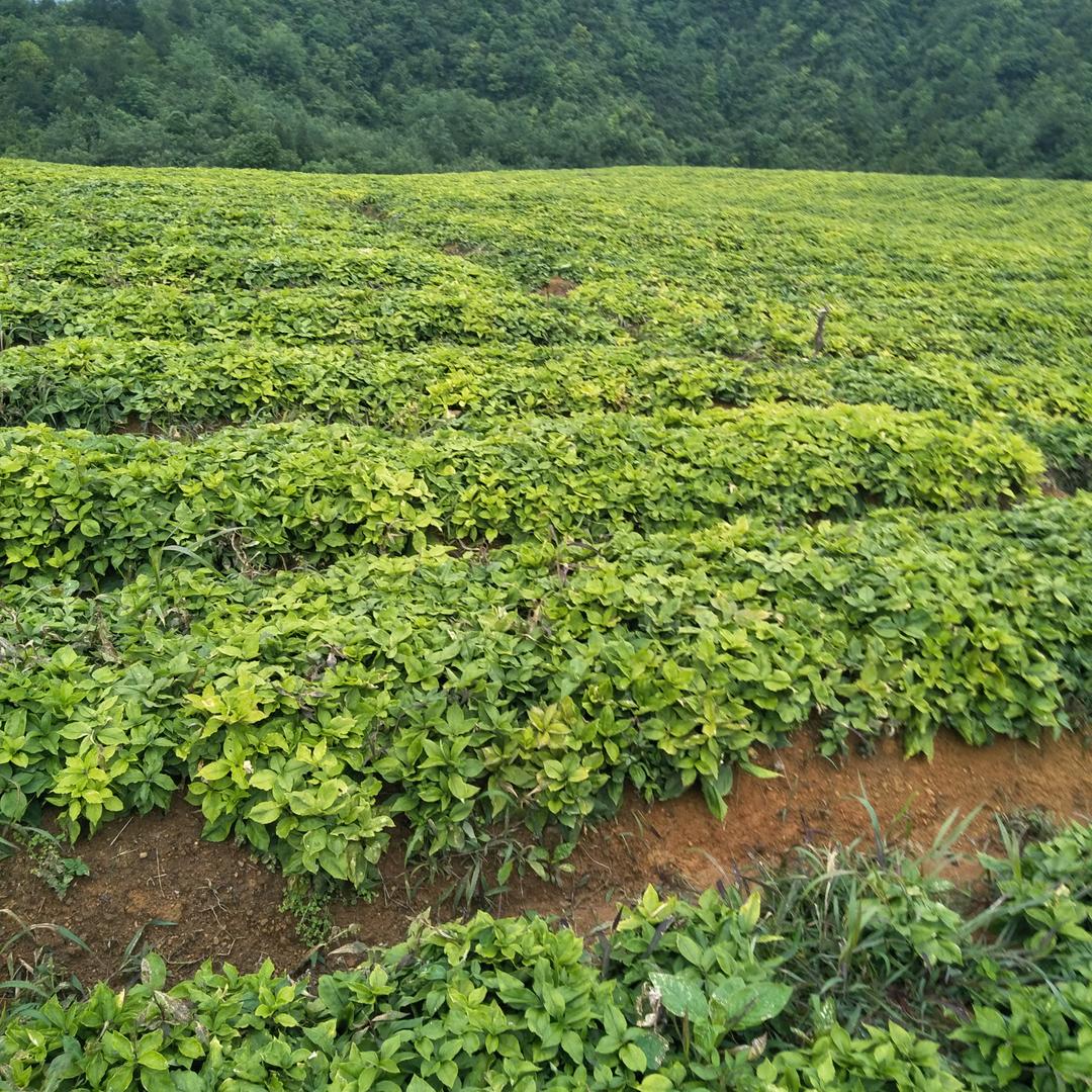 恋的