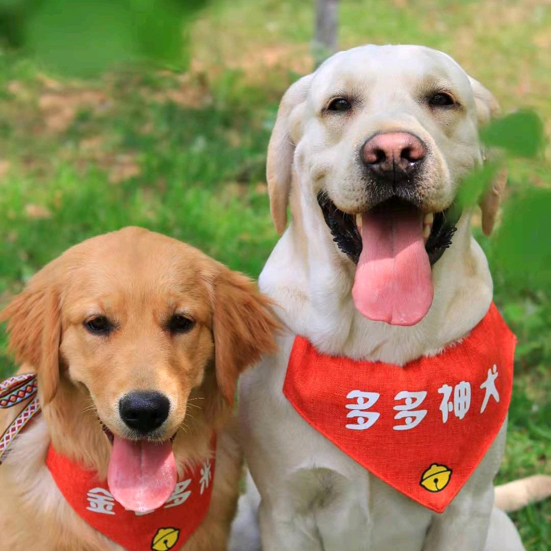 多多神犬（小号）@抖音