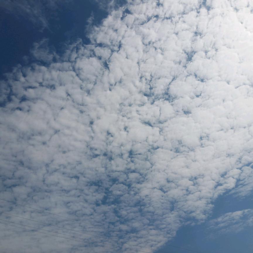 卖残蟹的小趴菜