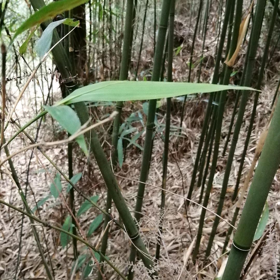 梁亚瑞