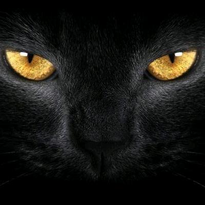户外探险黑猫探长