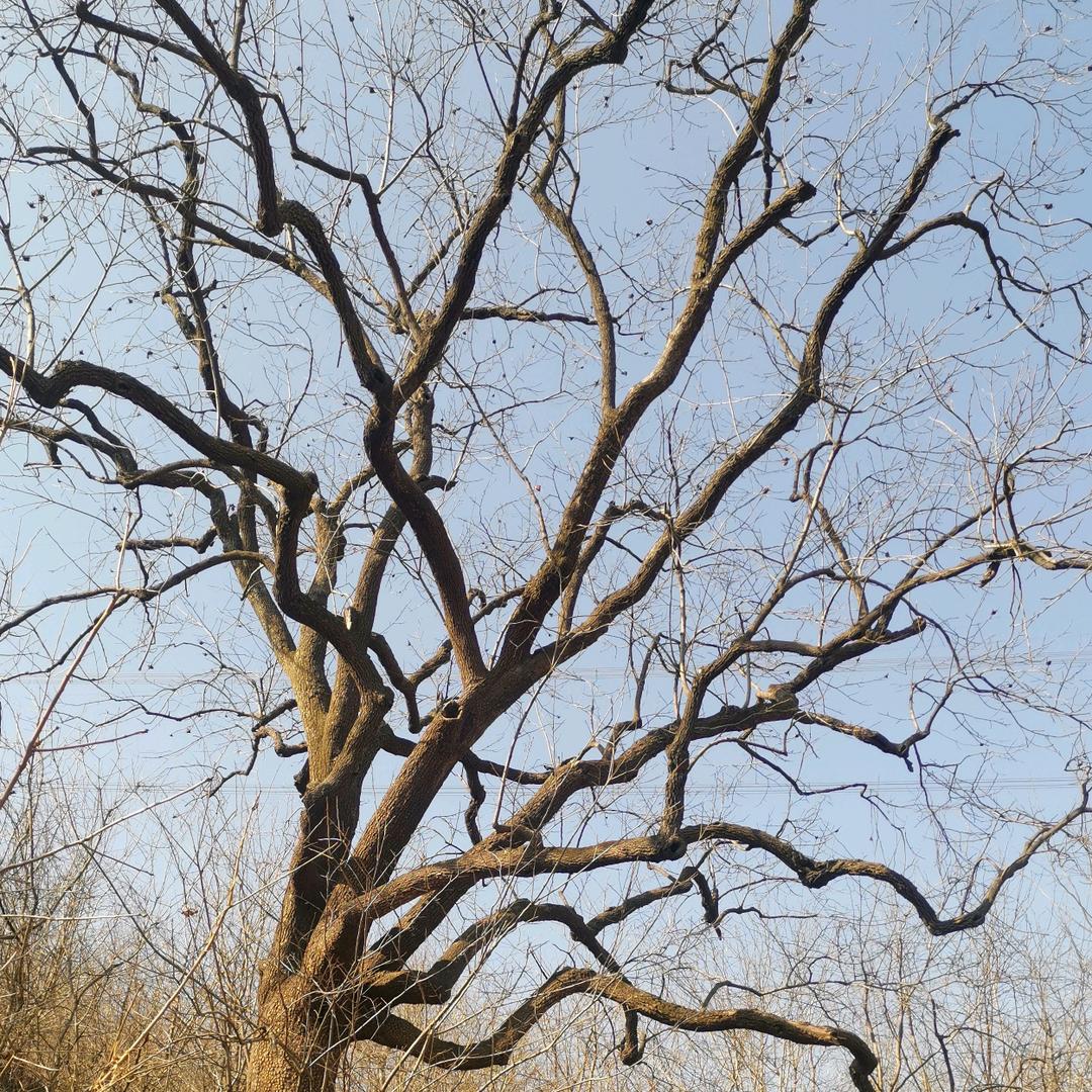 沈阳铁板大鸡架在星空夜市摆摊