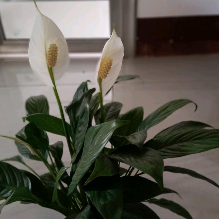 好羊羊