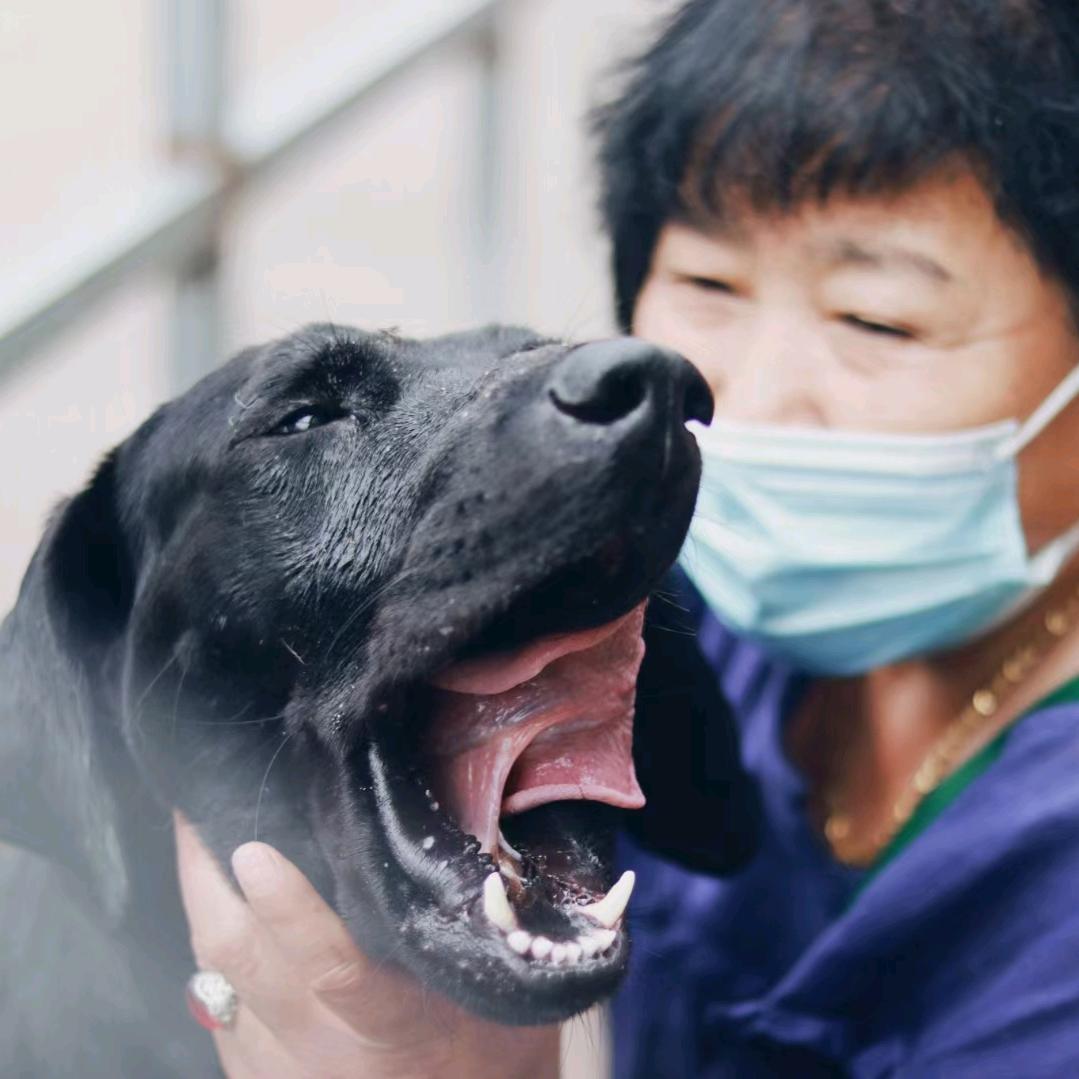 靓姐三丫流浪狗之家
