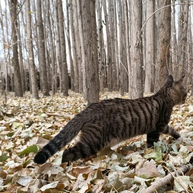 爷儿俩纵横天涯 6098