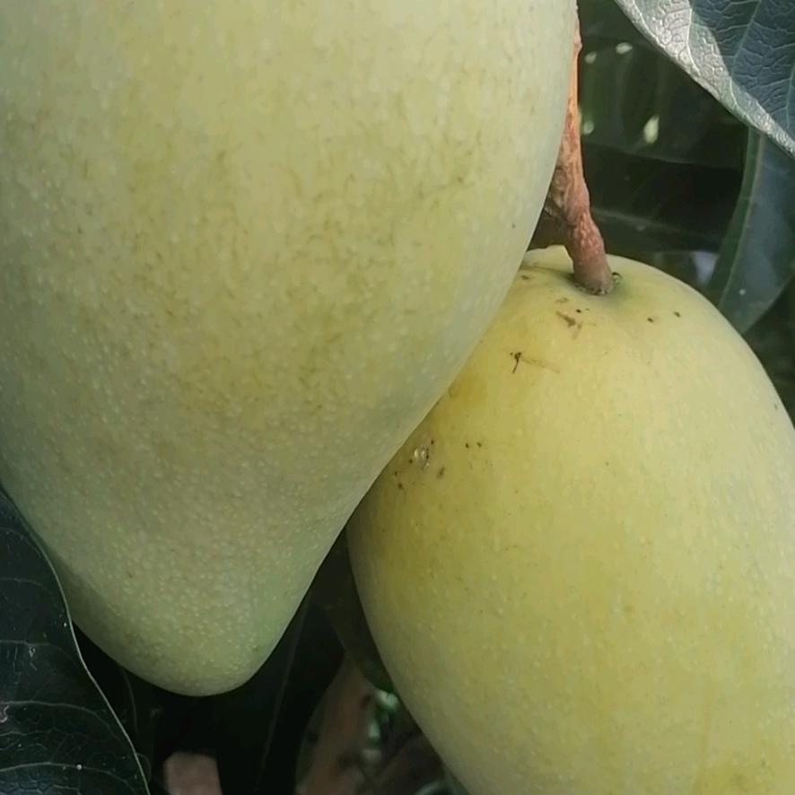 小谢，