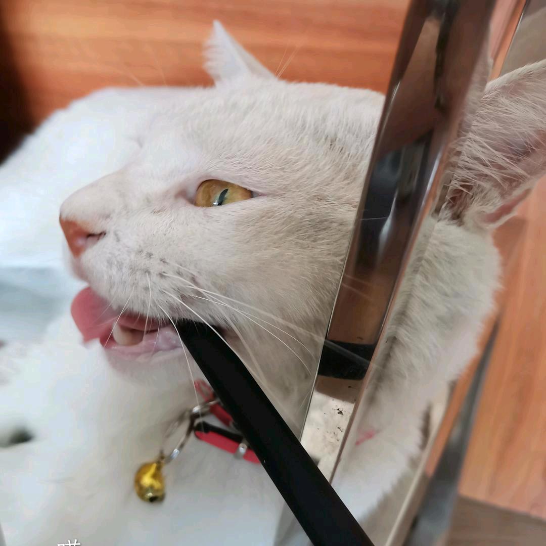 obbligato