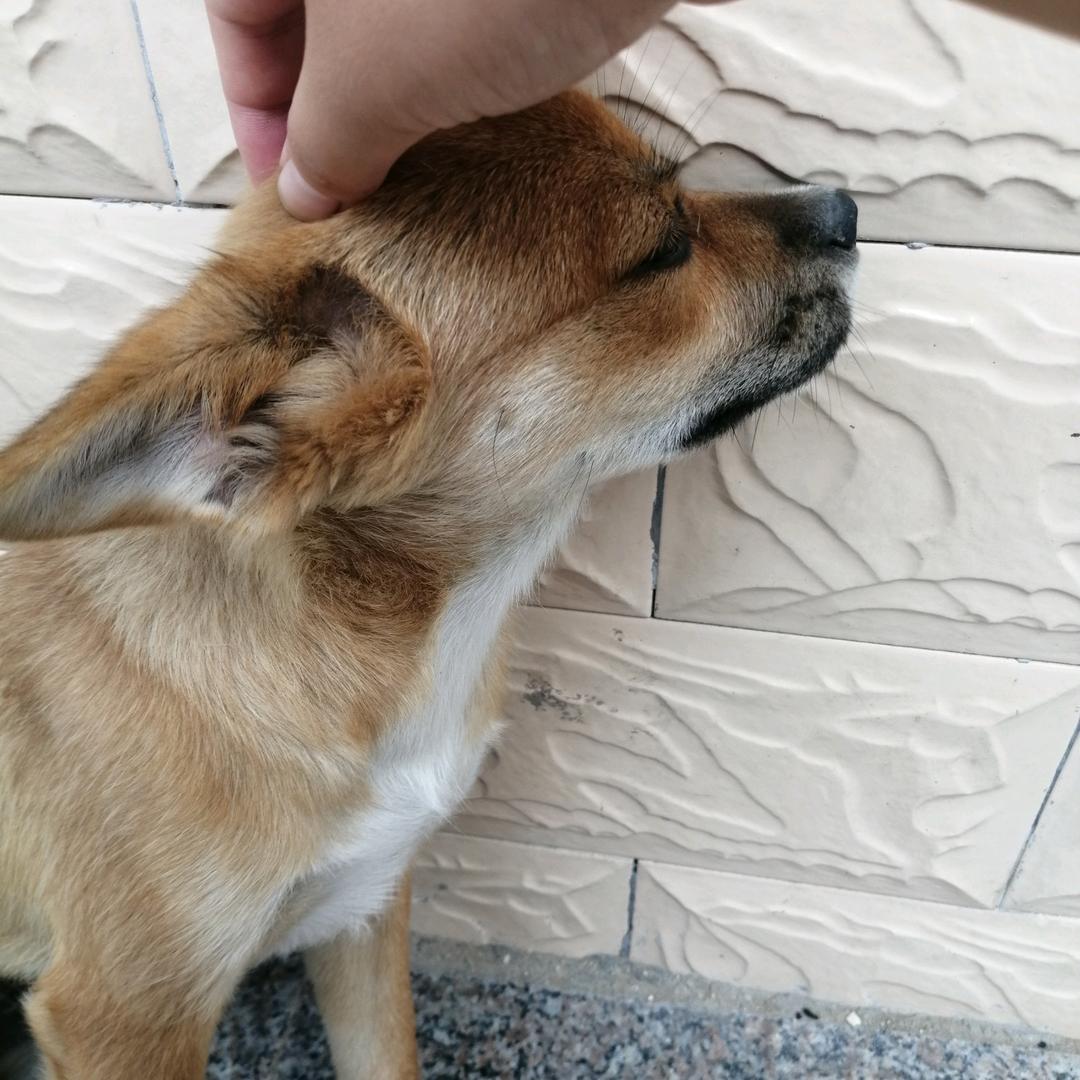 LF大太阳