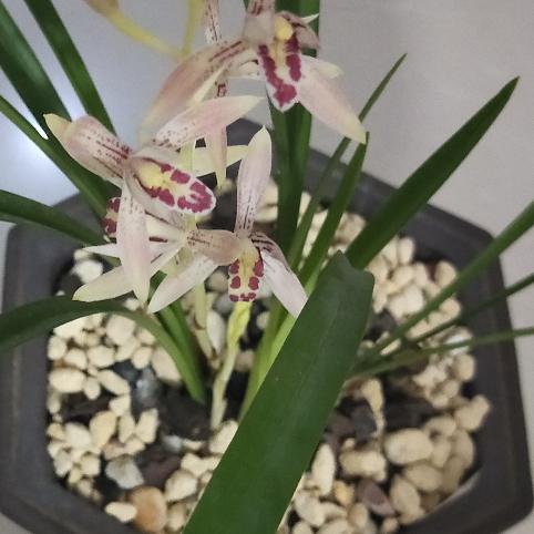 人生如茶应如兰