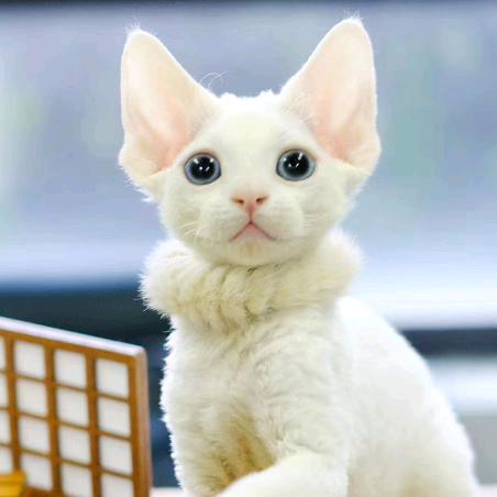 南阳市社旗县爱尚优宠