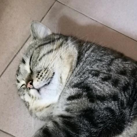 猫猫王头像