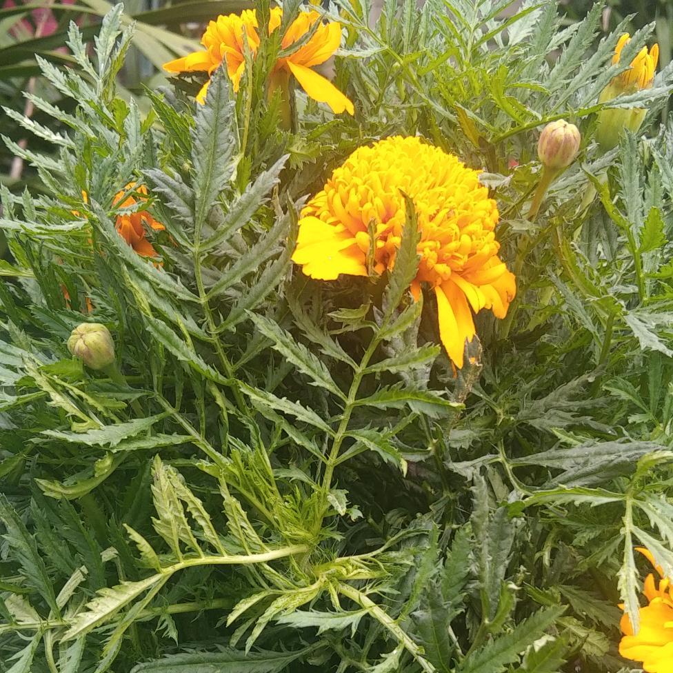 高学昌