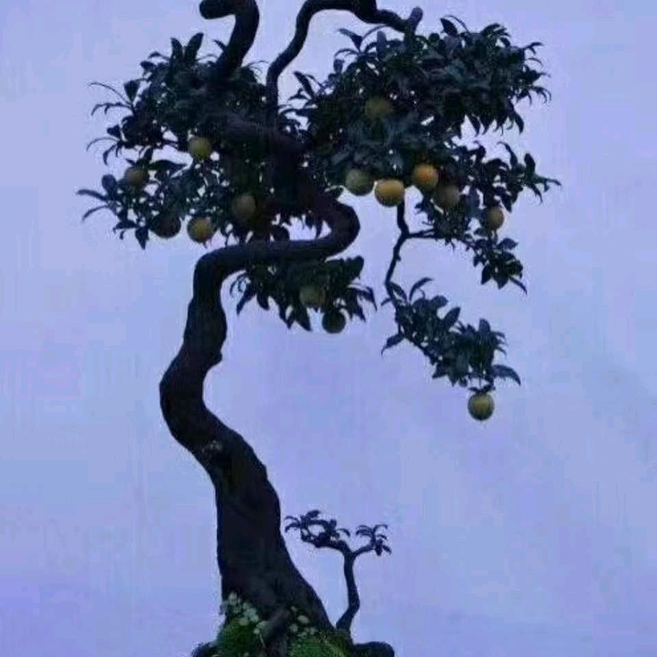 木  木