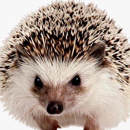 刺猬卡尔Hedgehog Carl