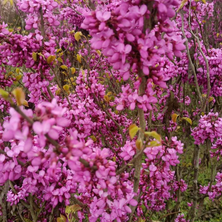 甜蜜蜜🌸