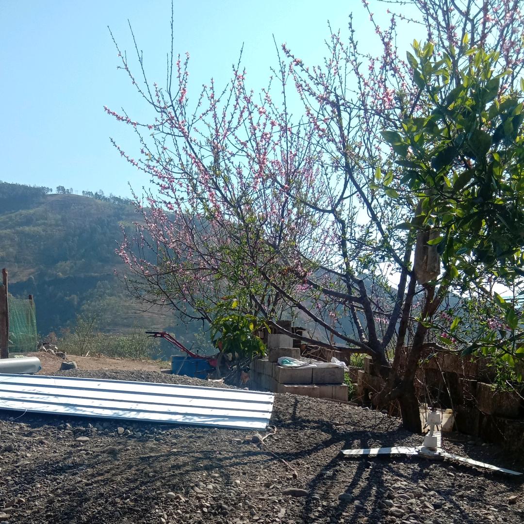 藤桥乡120师傅张红