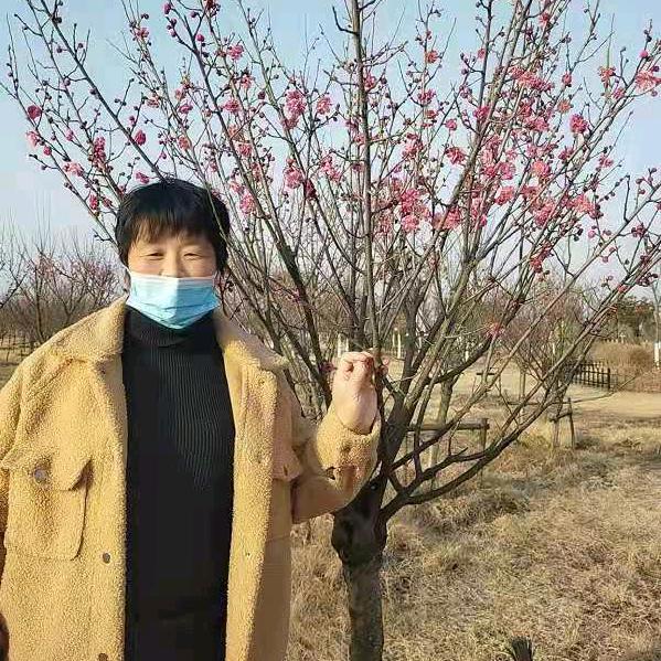 冬梅傲雪傲梅冬