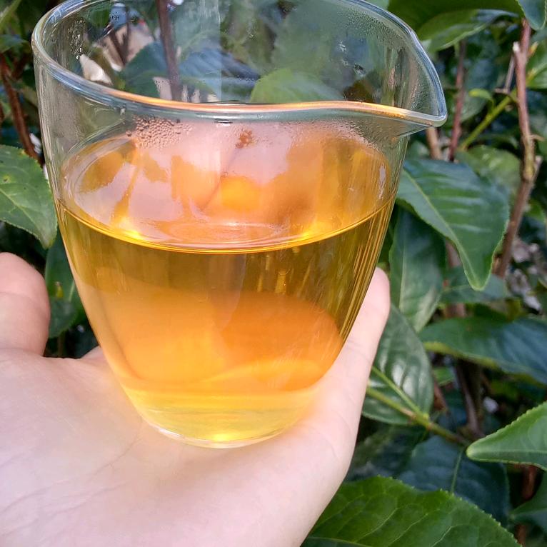 云南拉古山茶农