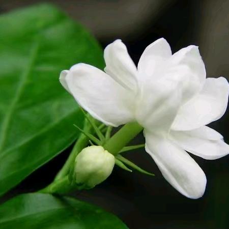 栀子花开💅艳妹