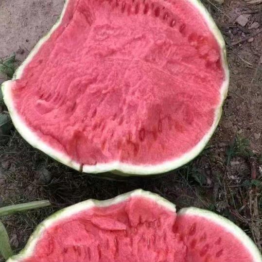 郭庆专注西瓜🍉代发全国