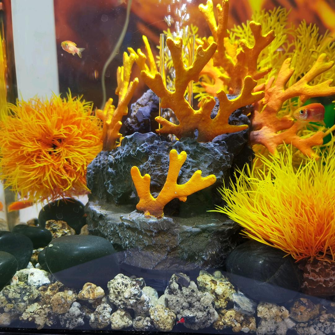尚潮水族专营店