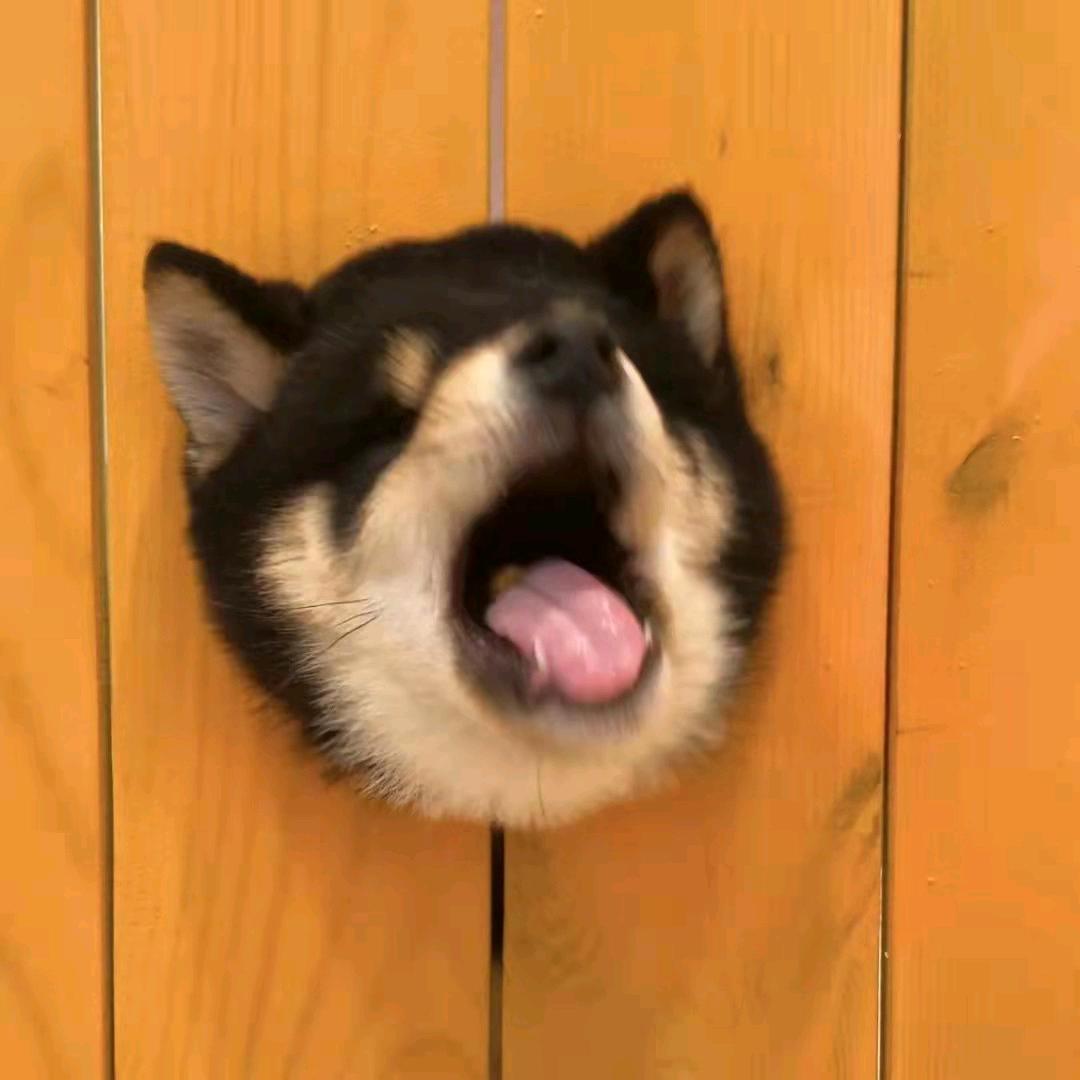 钢哥