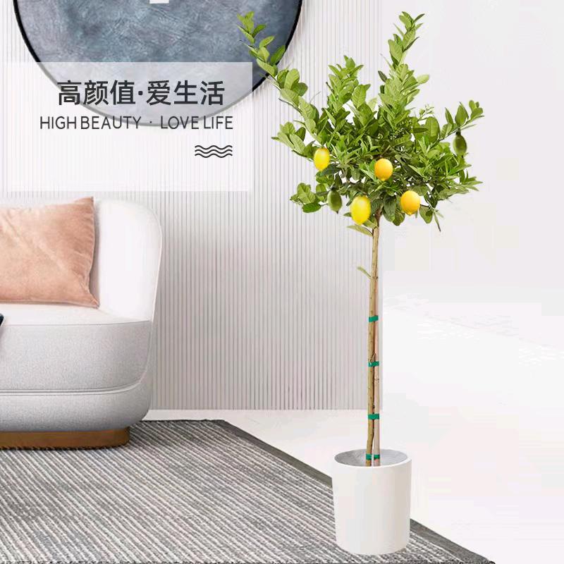 绿嘉源园林专营店