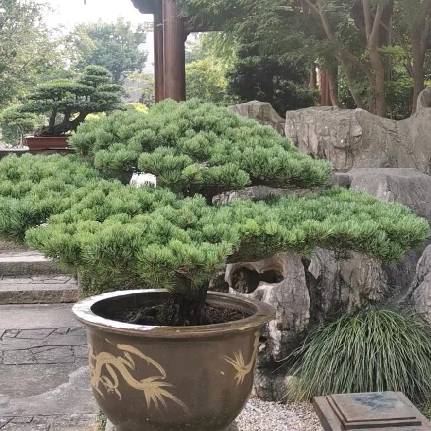 福哥