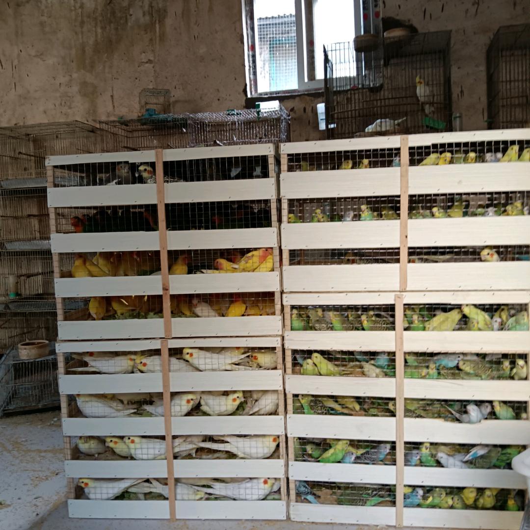 台前县，观赏鸟收购销售合作社