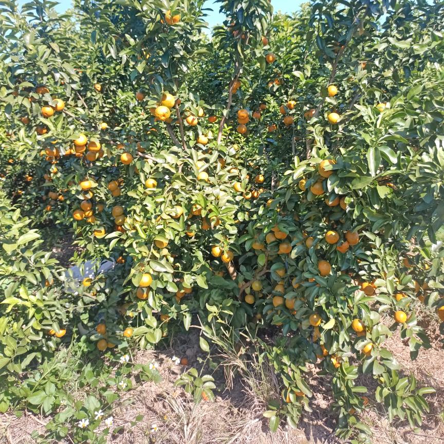 采缇CAITI搏创果树苗木专卖店